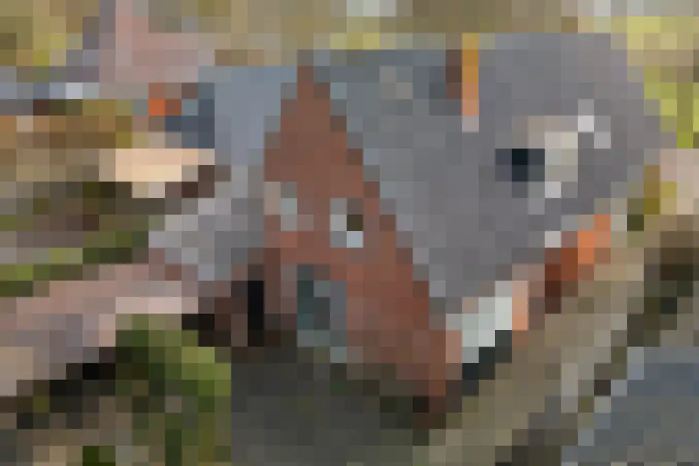 Hearsterwei 19 Frieschepalen thumbnail 45