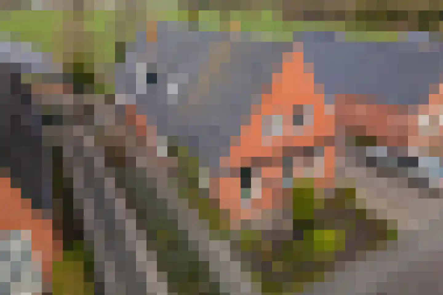 Hearsterwei 19 Frieschepalen thumbnail 51