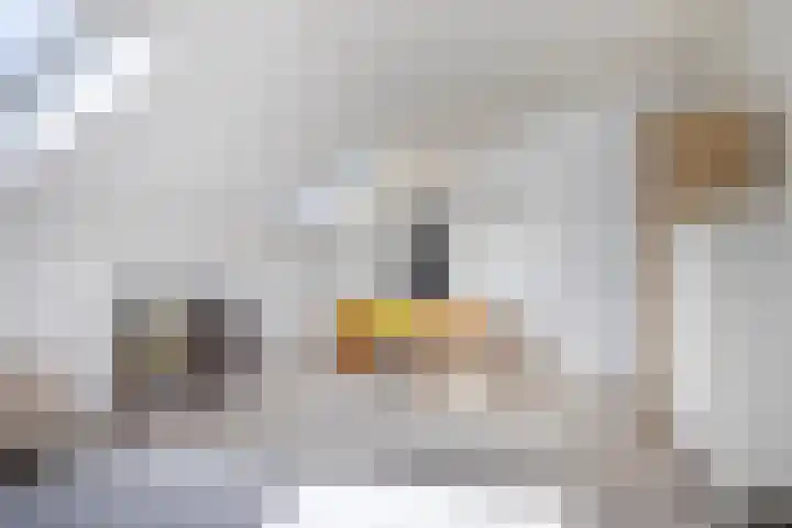Hebridenlaan 14 Amsterdam thumbnail 26