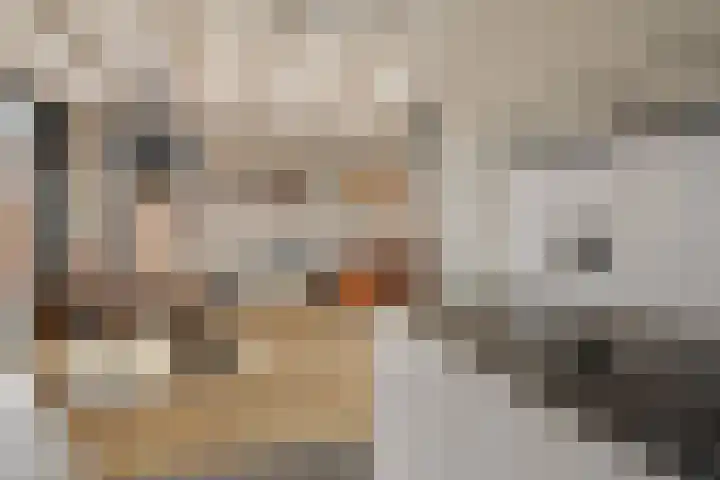 Heechfinne 6 Akkrum thumbnail 24