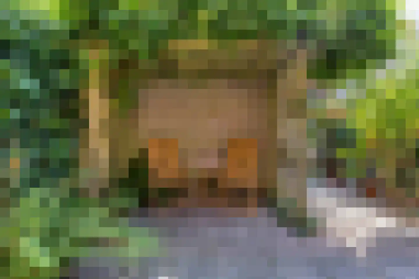 Heelblaadjespad 13 Leiderdorp thumbnail 28
