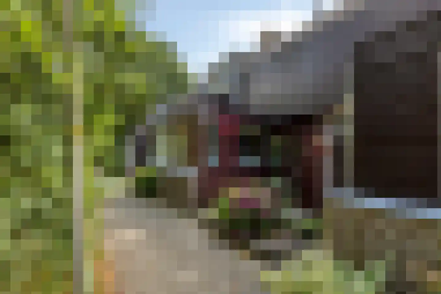 Heelblaadjespad 13 Leiderdorp thumbnail 32