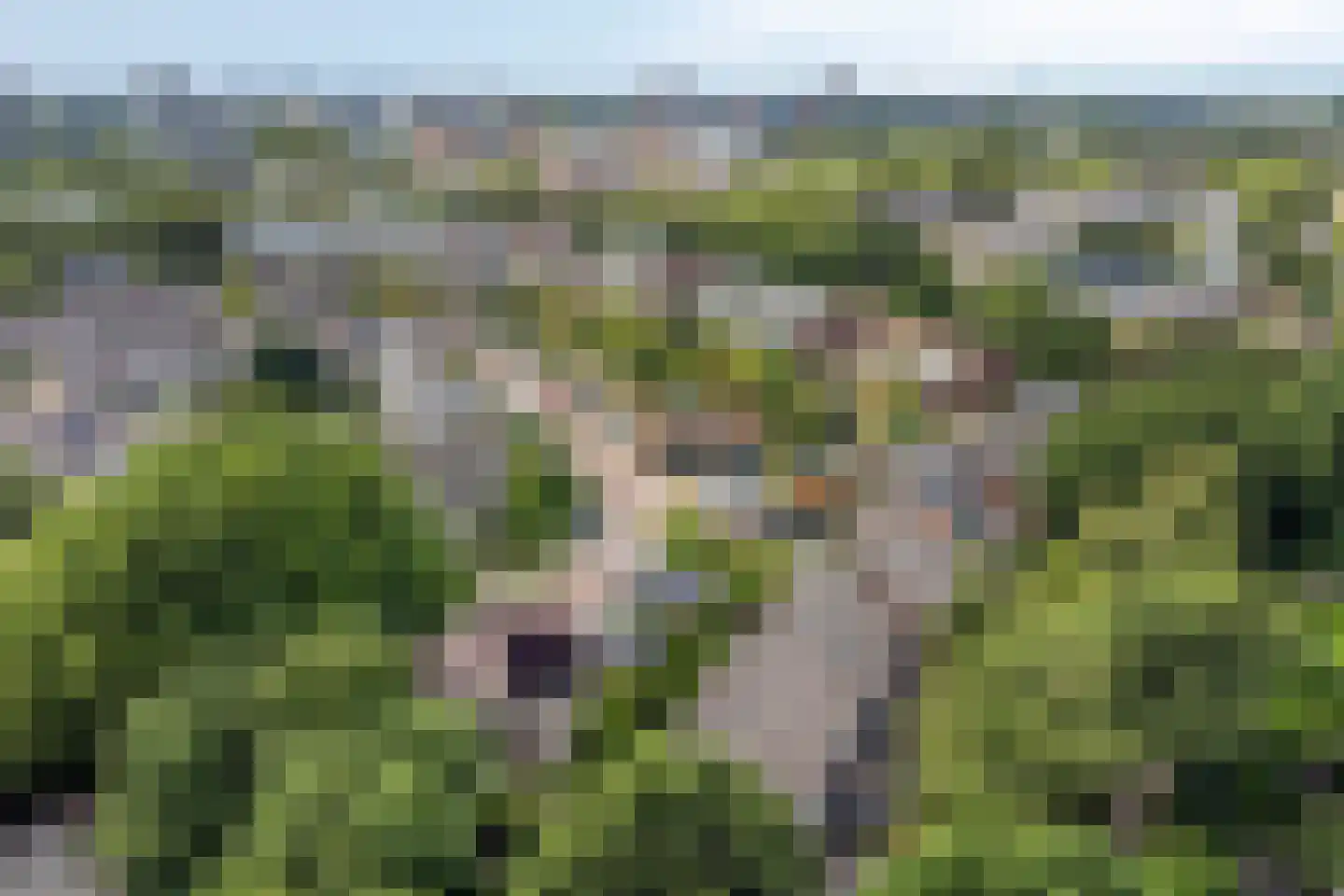 Heelblaadjespad 13 Leiderdorp thumbnail 39