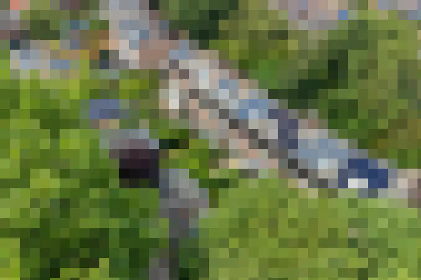 Heelblaadjespad 13 Leiderdorp thumbnail 40