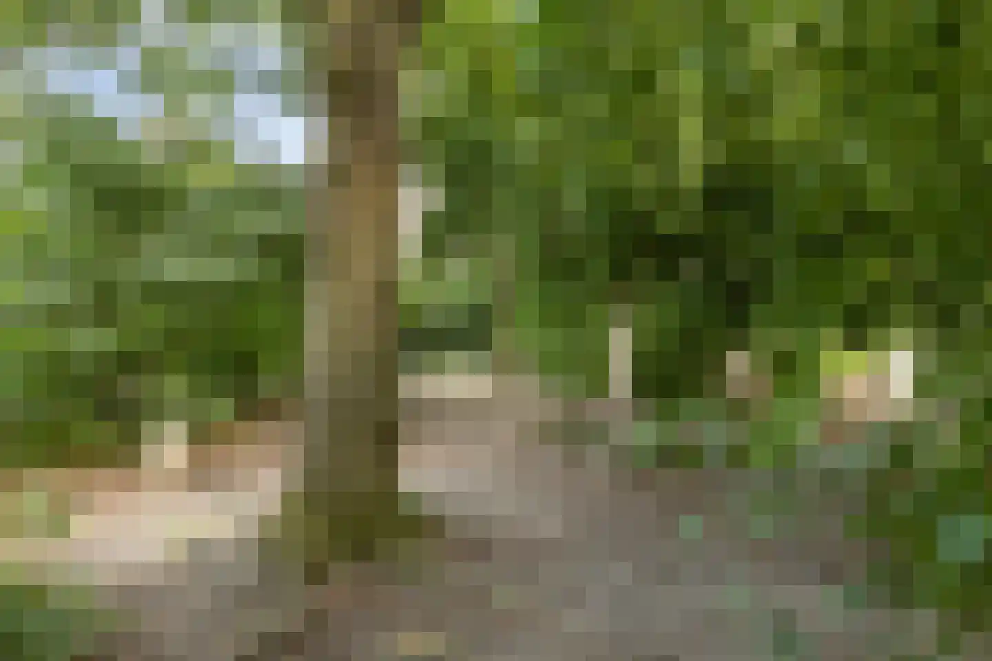 Heelblaadjespad 13 Leiderdorp thumbnail 41