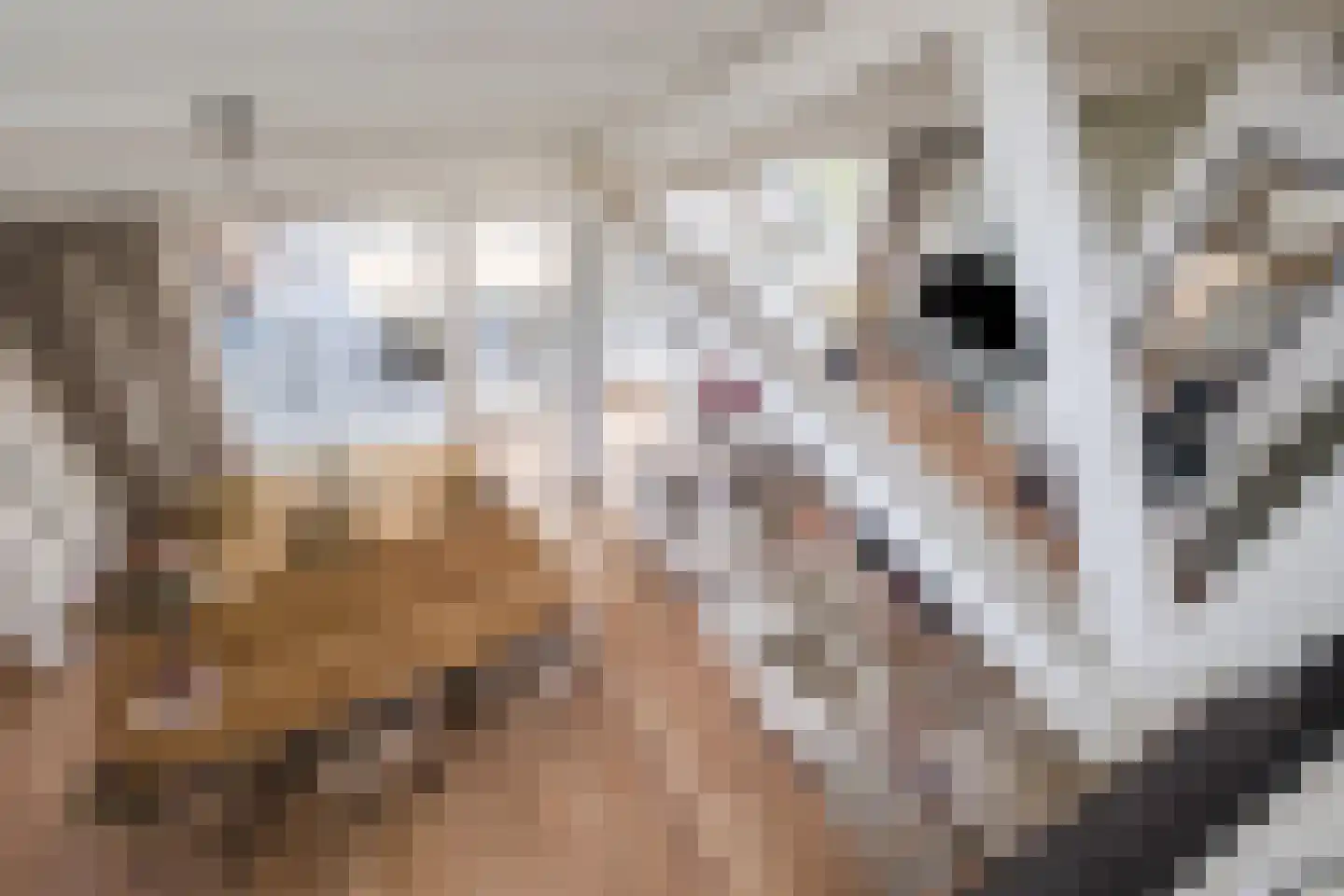 Heeleind 23 Bladel thumbnail 22