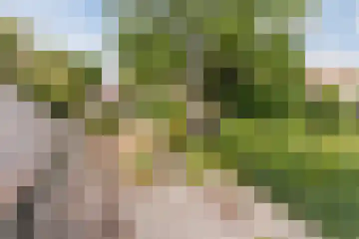 Heeleind 86 Bladel thumbnail 26