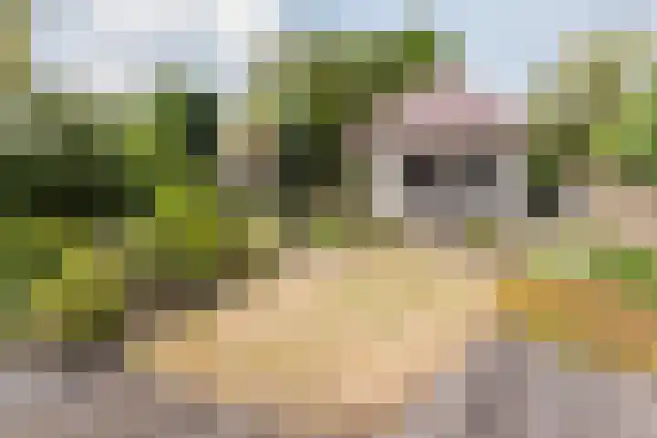 Heeleind 86 Bladel thumbnail 30