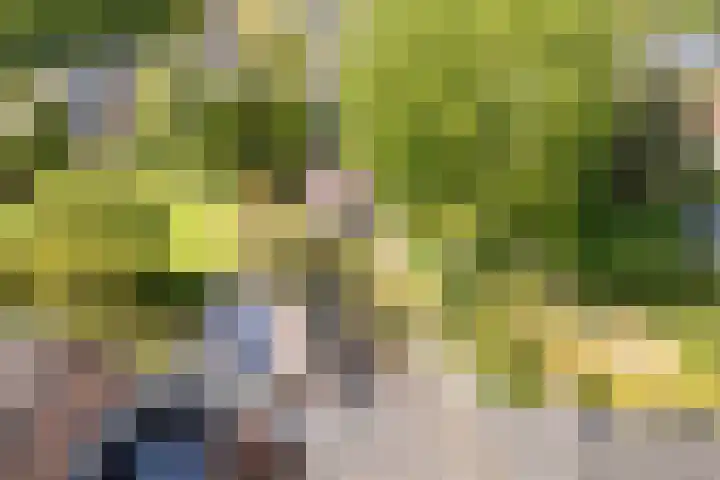 Heeleind 86 Bladel thumbnail 38