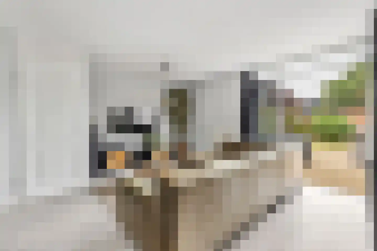 Heelkruid 4 Amersfoort thumbnail 10