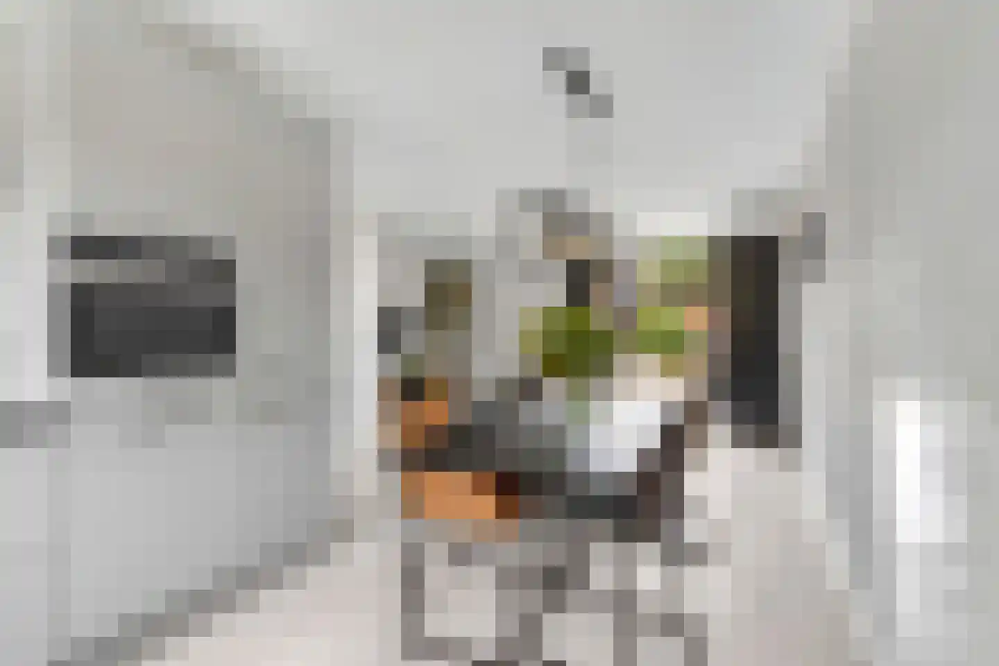 Heelkruid 4 Amersfoort thumbnail 14