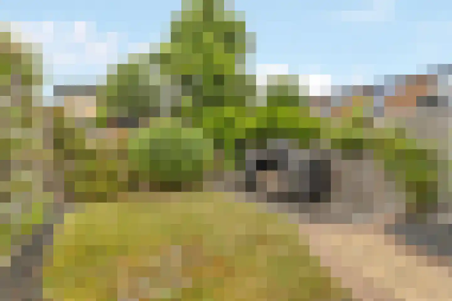 Heelkruid 4 Amersfoort thumbnail 29