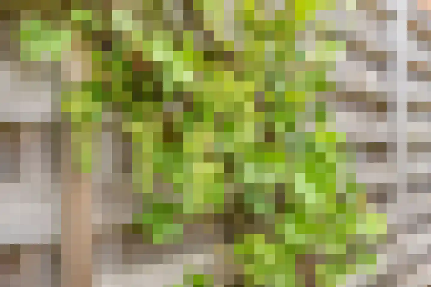 Heelkruid 4 Amersfoort thumbnail 33