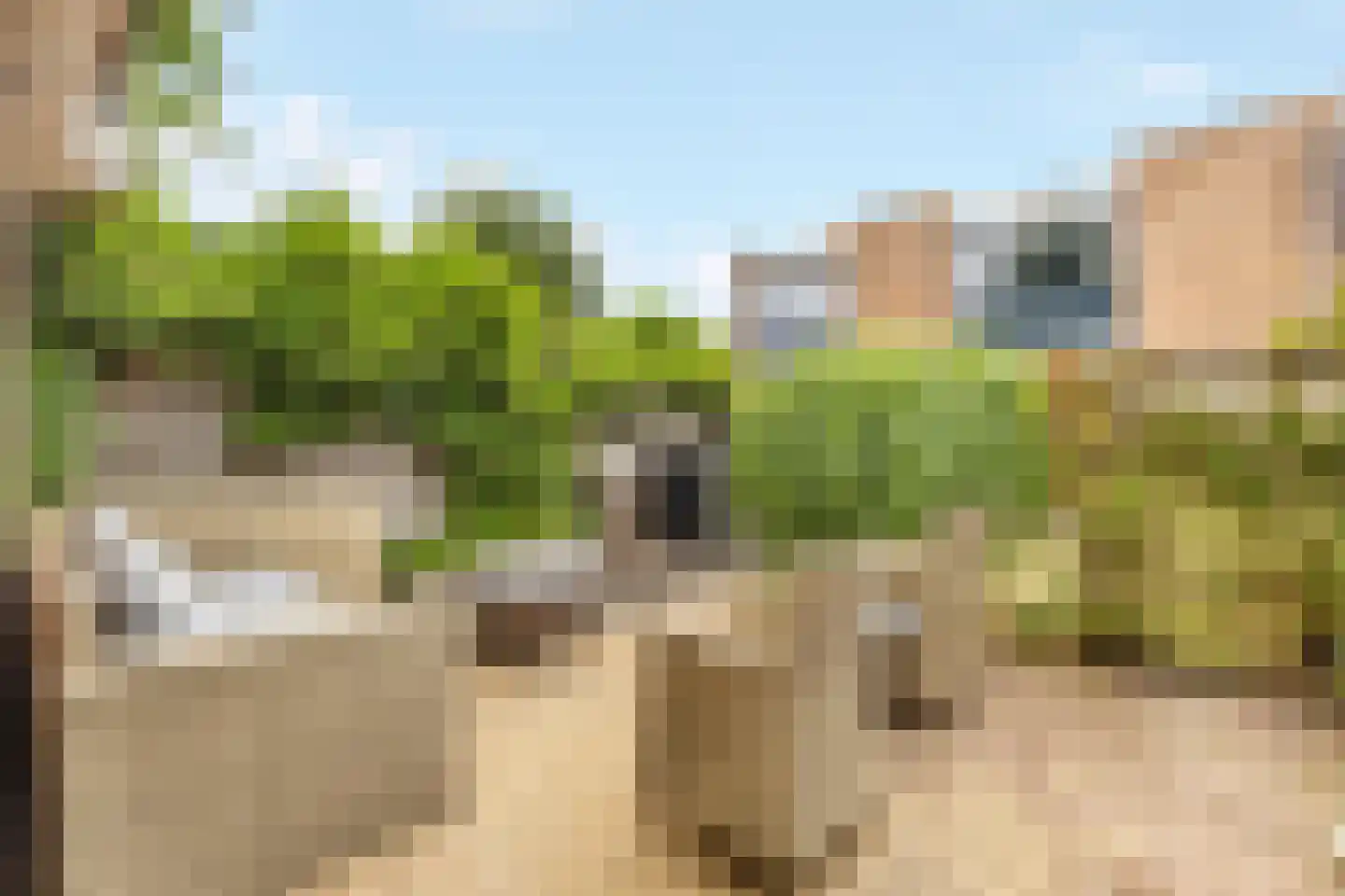 Heelkruid 4 Amersfoort thumbnail 5