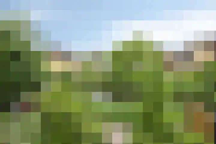 Heelkruid 46 Amersfoort thumbnail 15