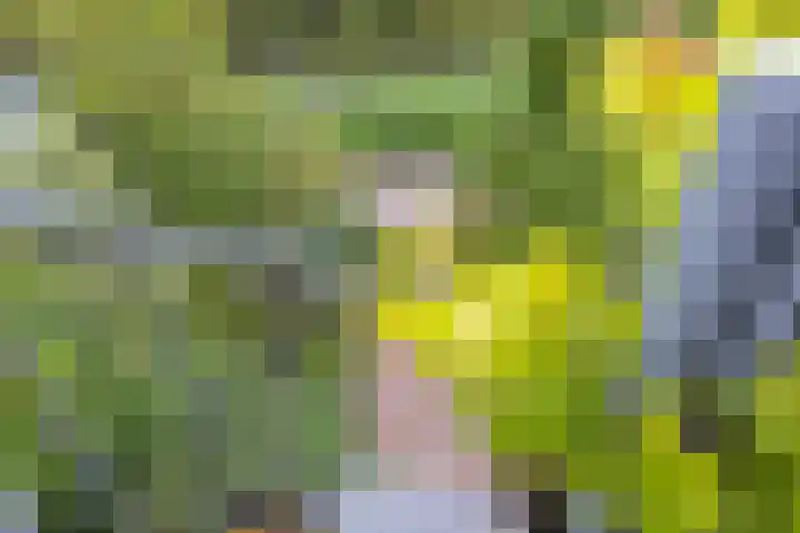 Heelkruid 46 Amersfoort thumbnail 17