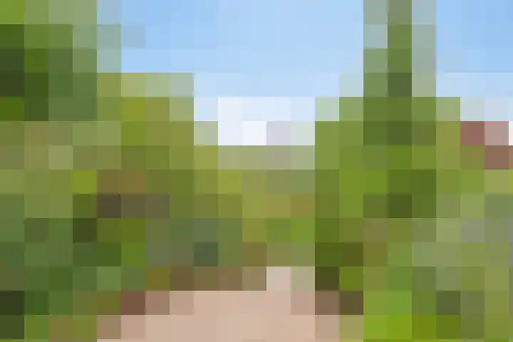 Heelkruid 46 Amersfoort thumbnail 20