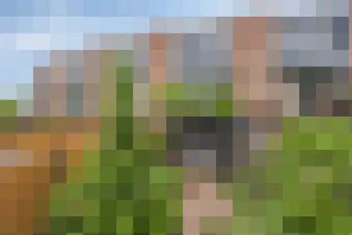 Heelkruid 46 Amersfoort thumbnail 21
