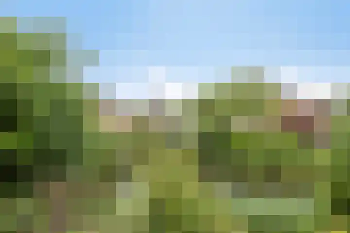 Heelkruid 46 Amersfoort thumbnail 22