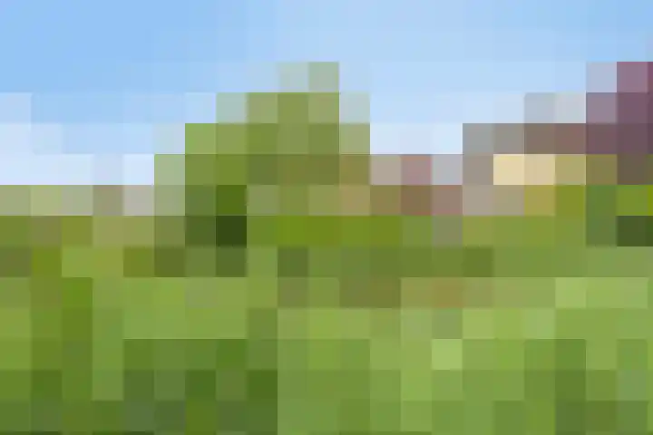 Heelkruid 46 Amersfoort thumbnail 23