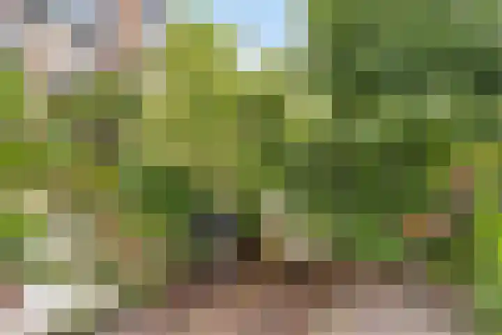 Heelkruid 46 Amersfoort thumbnail 26