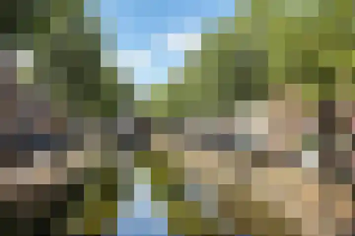 Heelkruid 46 Amersfoort thumbnail 34