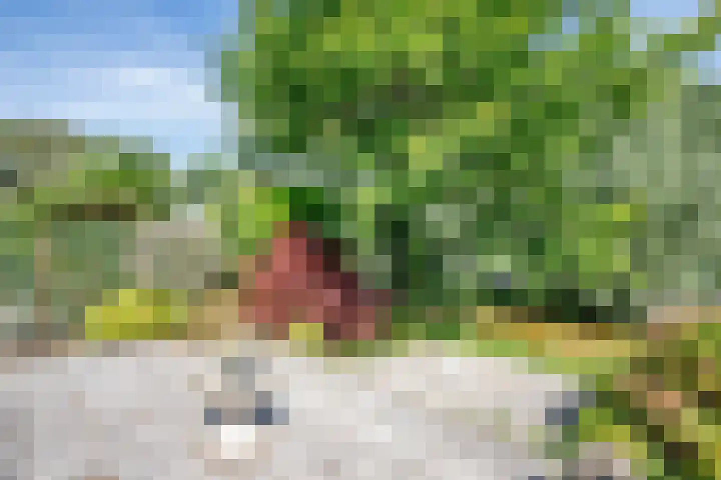 Heelkruid 6 Nieuwerkerk aan den IJssel thumbnail 37