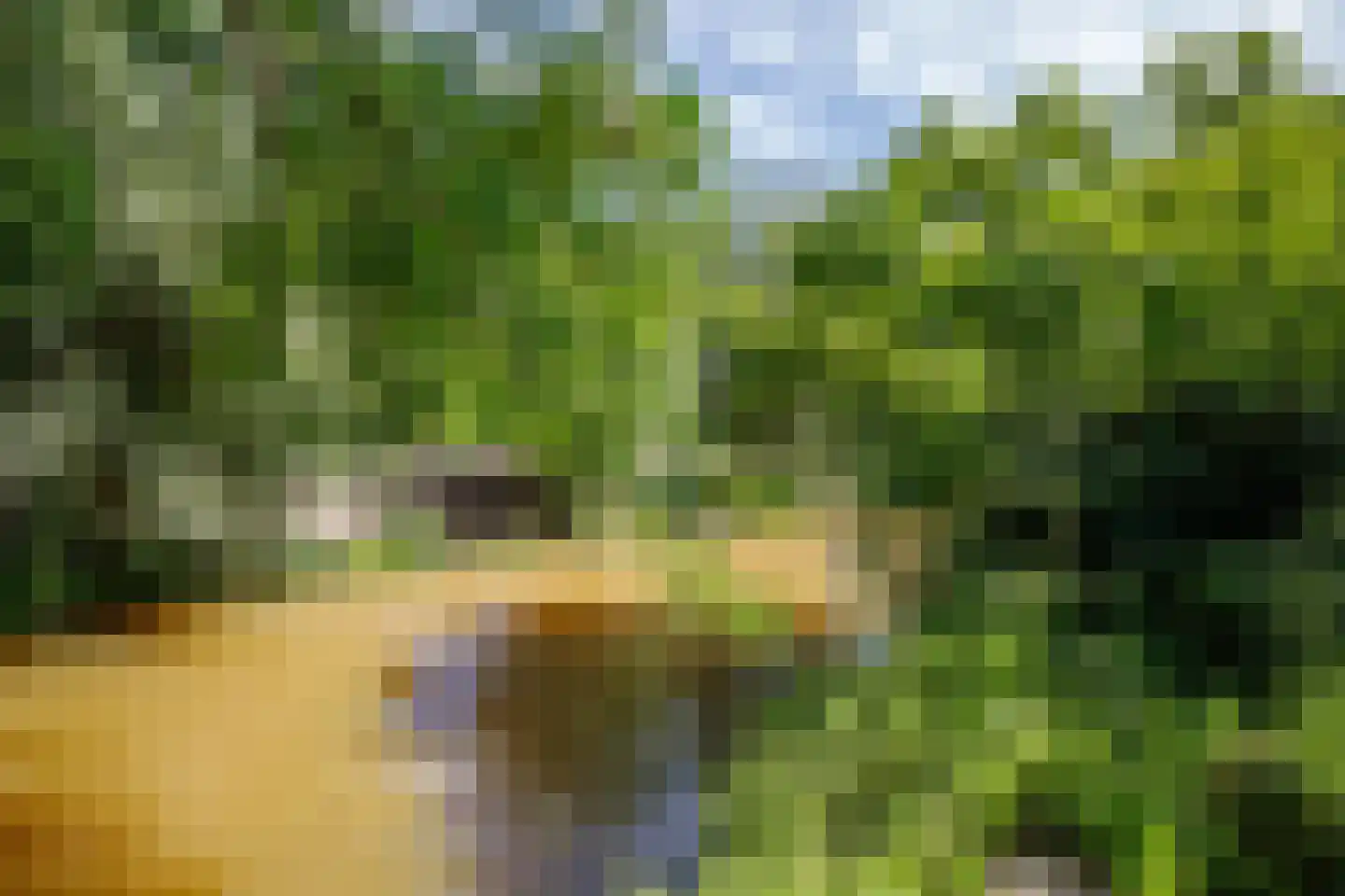 Heelkruid 6 Nieuwerkerk aan den IJssel thumbnail 39