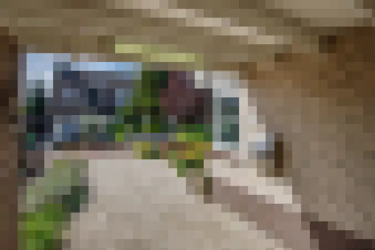 Heelkruid 6 Nieuwerkerk aan den IJssel thumbnail 42
