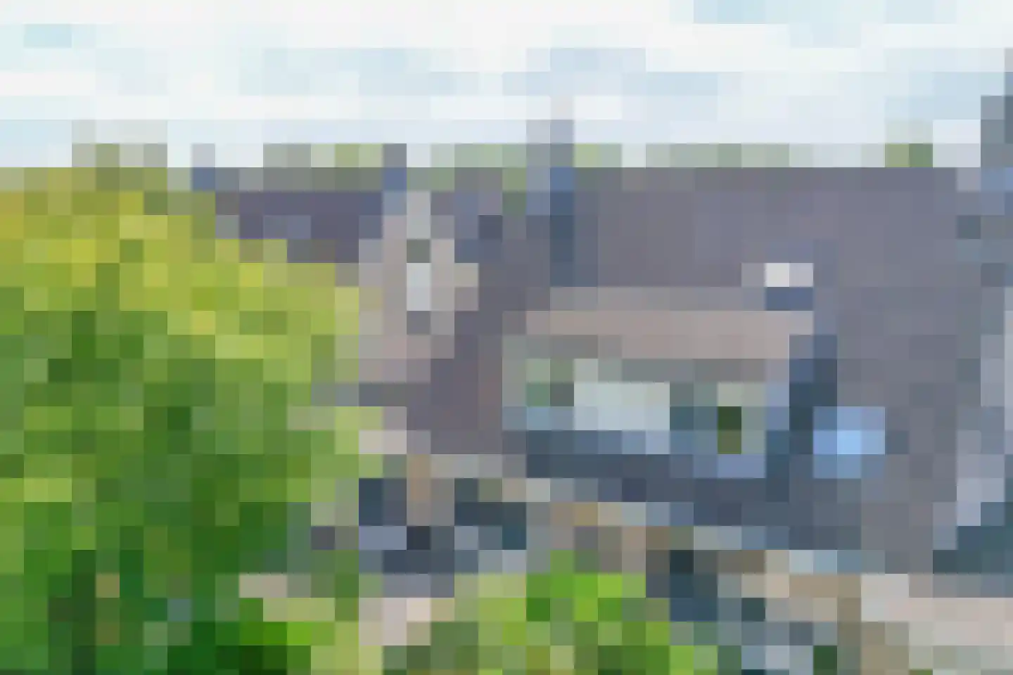 Heelkruid 6 Nieuwerkerk aan den IJssel thumbnail 49