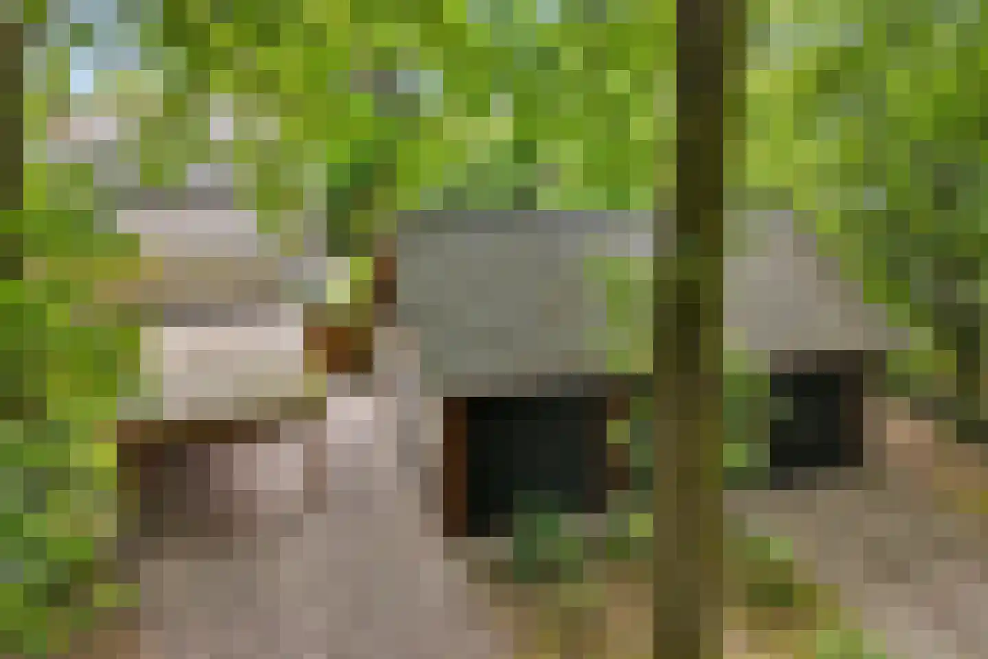 Heelsumseweg 15 Wolfheze thumbnail 44