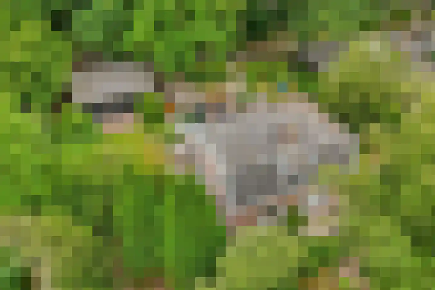 Heelsumseweg 15 Wolfheze thumbnail 45