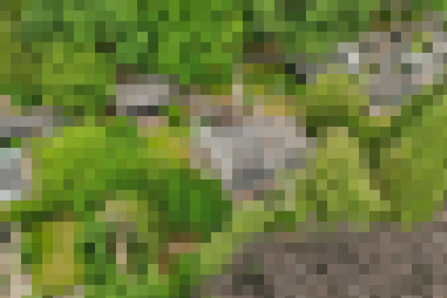 Heelsumseweg 15 Wolfheze thumbnail 51