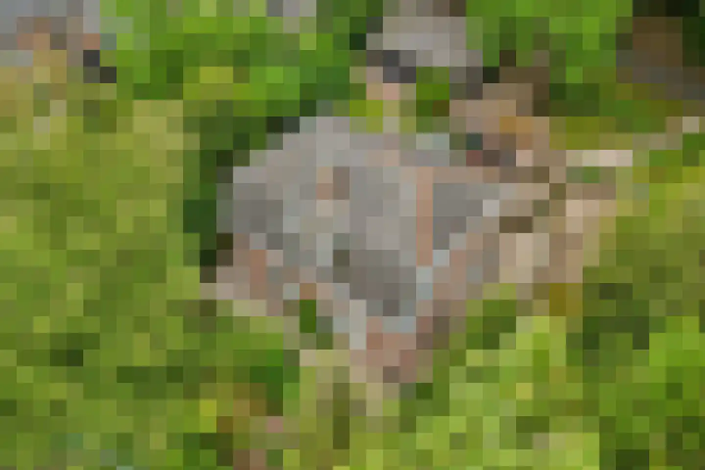 Heelsumseweg 15 Wolfheze thumbnail 52