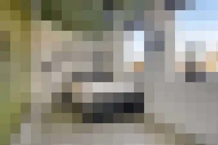 Heemraad 71 Zwaag thumbnail 20