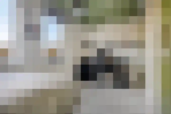 Heemraad 71 Zwaag thumbnail 21
