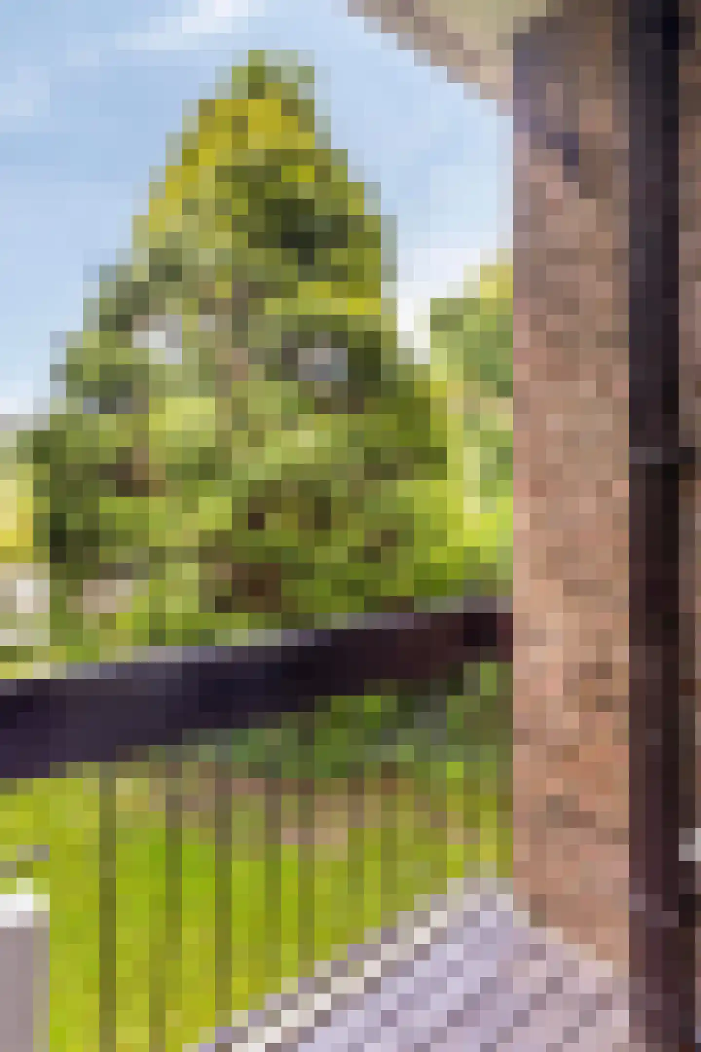 Heemskerklaan 2 Velp thumbnail 15