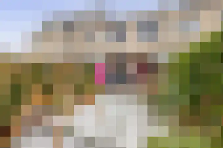 Heemsteres 19 Den Ham foto 2