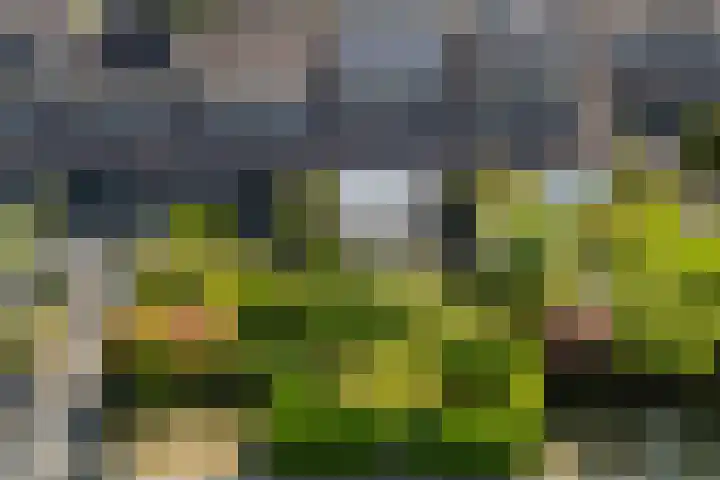 Heemsteres 19 Den Ham thumbnail 49
