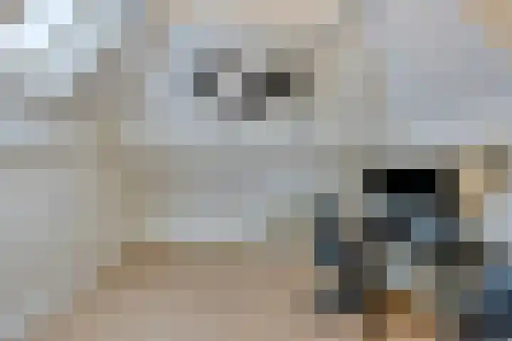 Heer de Heuschweg 121 Mierlo thumbnail 45