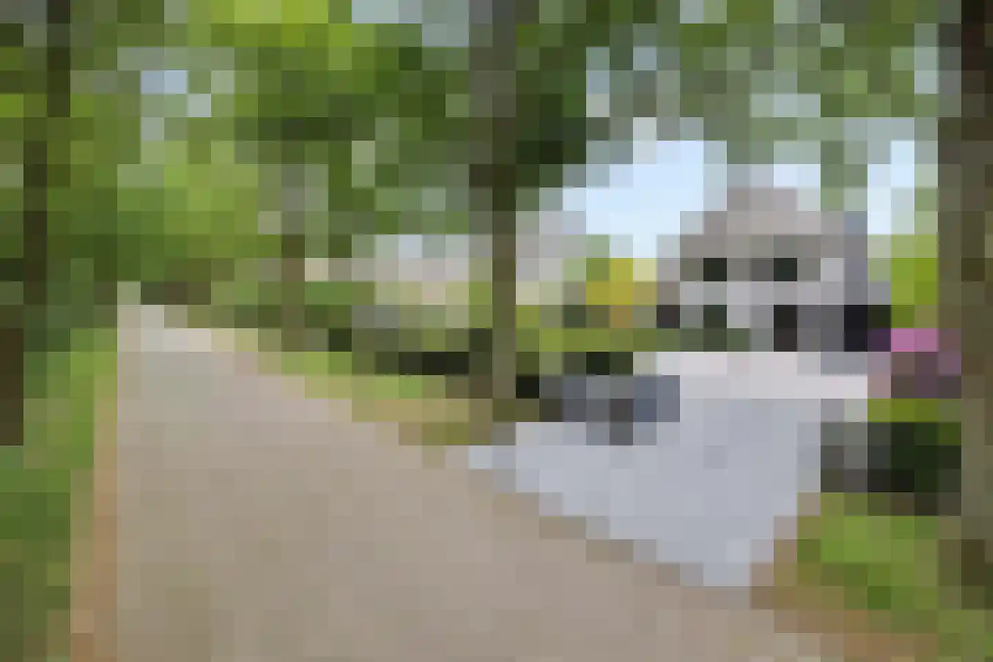 Heer en Beekstraat 29 Rosmalen thumbnail 65