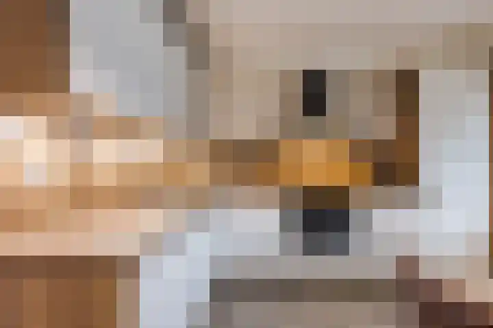 Heer Halewijnstraat 11 Oosterhout thumbnail 9