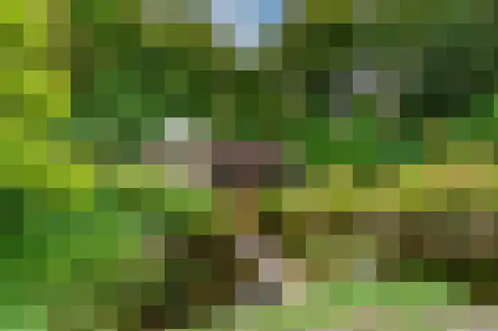 Heer Janszdorp 29 Kamperland thumbnail 30