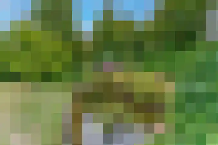 Heer Janszdorp 29 Kamperland thumbnail 32