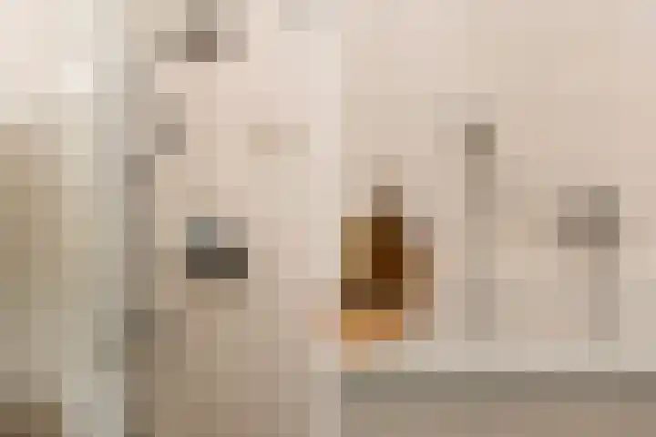 Heer Vrankestraat 15 Rotterdam thumbnail 29