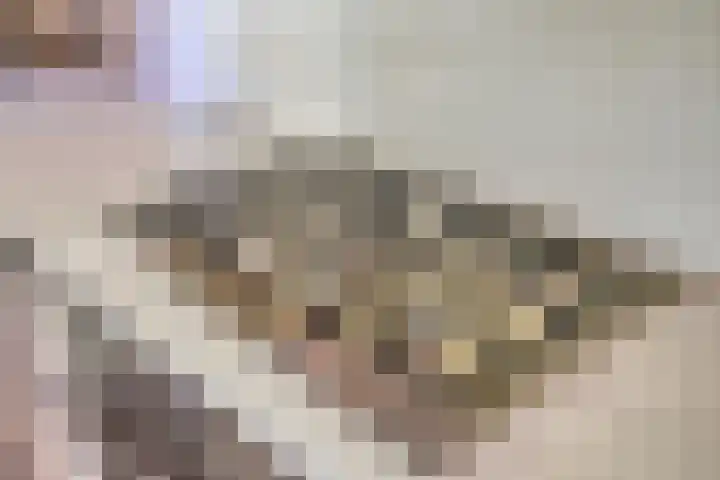 Heer Willemstraat 2 Horn thumbnail 19