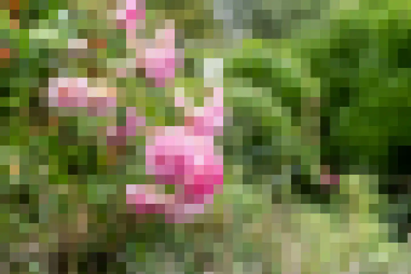 Heerenweg 52 Sumar thumbnail 57