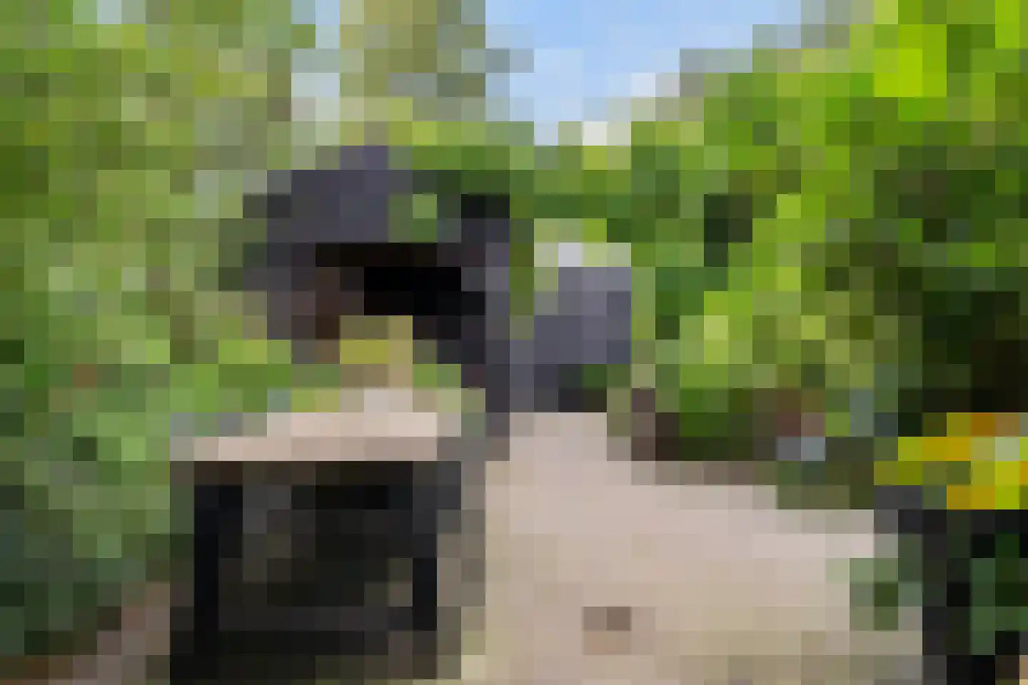 Heerenweg 52 Sumar thumbnail 60