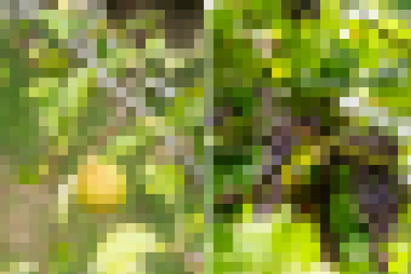 Heerenweg 52 Sumar thumbnail 67