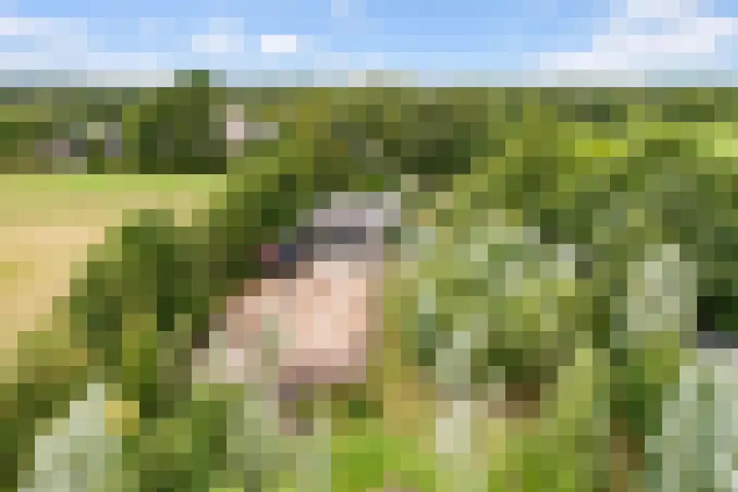 Heerenweg 52 Sumar thumbnail 68